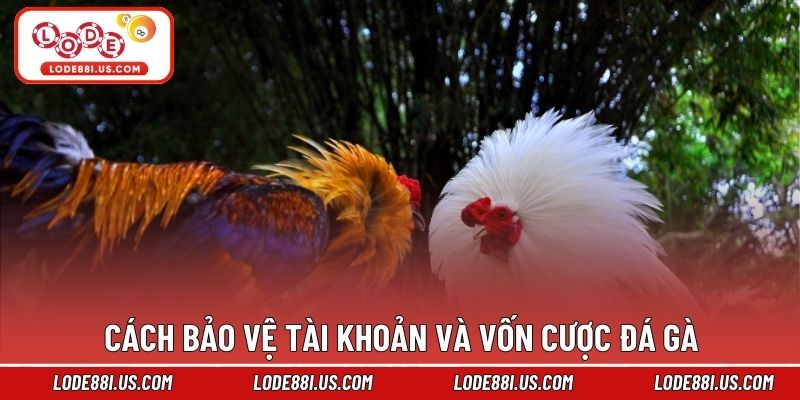 Cách bảo vệ tài khoản và vốn cược đá gà