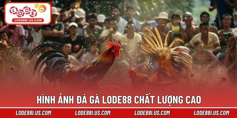 Hình ảnh đá gà Lode88 chất lượng cao